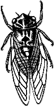 Cicada