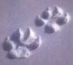 paw prints